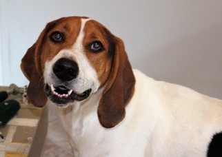 Treeing Walker Coonhound Dogs for adoption in Marble, NC, USA