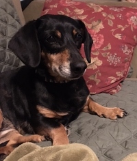 Dachshund Dogs for adoption in Doylestown, PA, USA