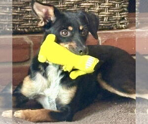 Mutt Dogs for adoption in Batavia, OH, USA