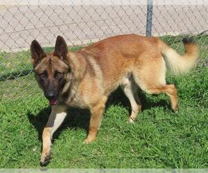 German Shepherd Dog Dogs for adoption in Oklahoma City, OK, USA