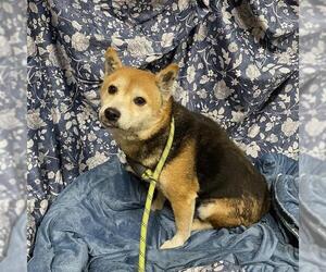 Shiba Inu-Unknown Mix Dogs for adoption in Modesto, CA, USA