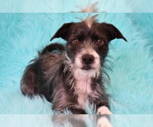 Jack Russell Terrier Dogs for adoption in Eureka, CA, USA
