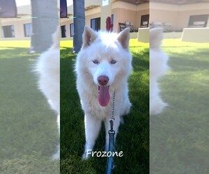 Samoyed-Unknown Mix Dogs for adoption in Port Hueneme, CA, USA