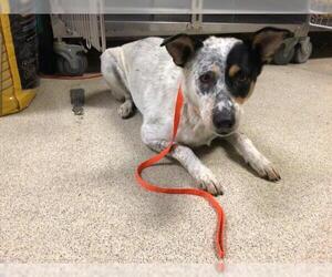 Mutt Dogs for adoption in Riverside, CA, USA