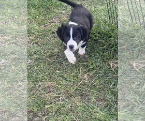 Labrador Retriever-Unknown Mix Dogs for adoption in The Woodlands, TX, USA