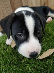 Medium Photo #1 American Pit Bull Terrier-Border Collie Mix Puppy For Sale in Von Ormy, TX, USA