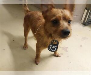 Norwich Terrier Dogs for adoption in Houston, TX, USA