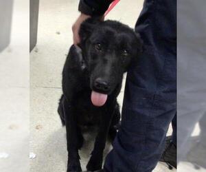 Mutt Dogs for adoption in Riverside, CA, USA