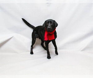 Labrador Retriever Dogs for adoption in Sanford, FL, USA