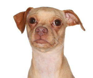 Chipin Dogs for adoption in Oakland Park, FL, USA