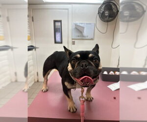 French Bulldog Dogs for adoption in Santa Barbara, CA, USA