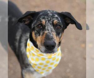 Catahoula Leopard Dog-Unknown Mix Dogs for adoption in San Antonio, TX, USA