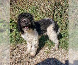 Poodle (Miniature) Dogs for adoption in Lake City, MI, USA