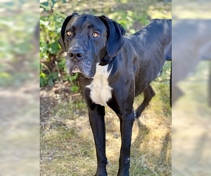 Great Dane Dogs for adoption in Salinas, CA, USA