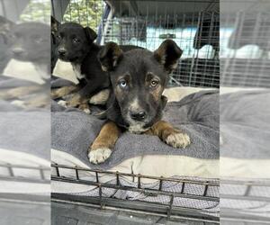 Siberian Husky-Unknown Mix Dogs for adoption in Stockton, CA, USA