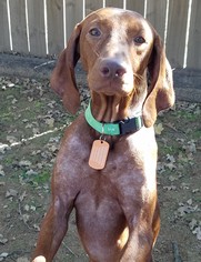 Vizsla Dogs for adoption in Denton, TX, USA