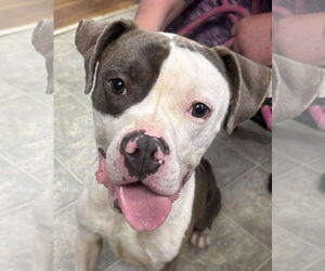 American Pit Bull Terrier-Unknown Mix Dogs for adoption in Rustburg, VA, USA