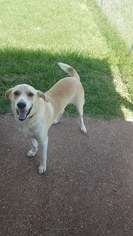 Labrador Retriever-Unknown Mix Dogs for adoption in Lorena, TX, USA