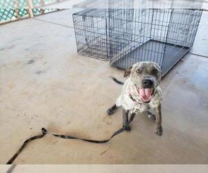 Labrador Retriever-Unknown Mix Dogs for adoption in Surprise , AZ, USA