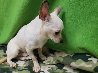 Chihuahua Dogs for adoption in Fairfield, CA, USA