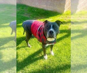 Mutt Dogs for adoption in Riverside, CA, USA