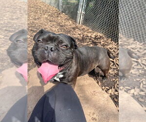 Free-Lance Bulldog Dogs for adoption in Lawrenceville, NJ, USA