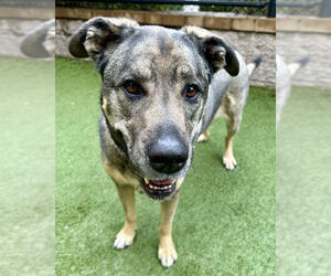 German Shepherd Dog Dogs for adoption in Petaluma, CA, USA