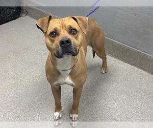 American Pit Bull Terrier-Unknown Mix Dogs for adoption in Las Vegas, NV, USA