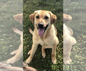 Medium Photo #1 Labrador Retriever-Unknown Mix Puppy For Sale in Pacolet, SC, USA