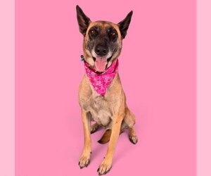German Shepherd Dog-Unknown Mix Dogs for adoption in Bakersfield, CA, USA