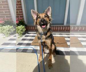 Mutt Dogs for adoption in Darlington, MD, USA