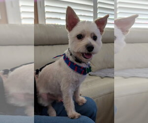 Mutt Dogs for adoption in Mission Viejo, CA, USA