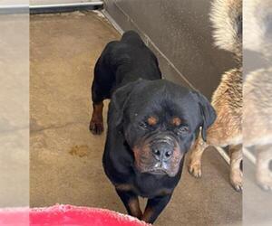 Rottweiler Dogs for adoption in San Bernardino, CA, USA