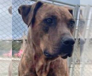 Boxer-Unknown Mix Dogs for adoption in Fallbrook, CA, USA