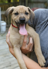 Medium Photo #1 Mutt Puppy For Sale in Nesbit, MS, USA
