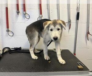 Medium Photo #1 Gerberian Shepsky Puppy For Sale in Corona, CA, USA