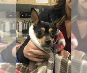 Mutt Dogs for adoption in Riverside, CA, USA