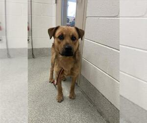 German Shepherd Dog-Unknown Mix Dogs for adoption in Fort Collins, CO, USA