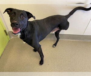 Labrador Retriever-Unknown Mix Dogs for adoption in Rancho Cucamonga, CA, USA