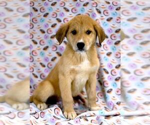 Golden Shepherd Dogs for adoption in Morton Grove, IL, USA
