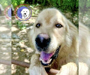 Great Pyrenees Dogs for adoption in Spring, TX, USA
