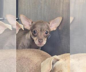 Chihuahua Dogs for adoption in San Antonio, TX, USA
