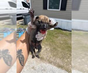 Huskies -Unknown Mix Dogs for adoption in Houston, TX, USA