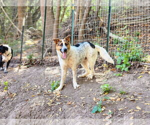 Mutt Dogs for adoption in Paso Robles, CA, USA