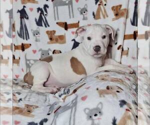 American Staffordshire Terrier-Unknown Mix Dogs for adoption in New Oxford , PA, USA