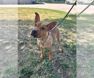 Mutt Dogs for adoption in Woodbury, NY, USA