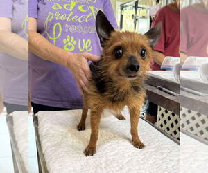 Chihuahua-Unknown Mix Dogs for adoption in Benton, LA, USA