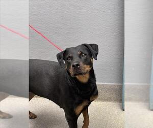 Rottweiler-Unknown Mix Dogs for adoption in Las Vegas, NV, USA