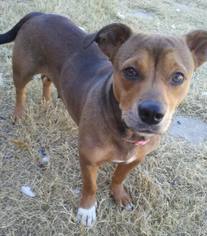 Doxle Dogs for adoption in Lawton, OK, USA