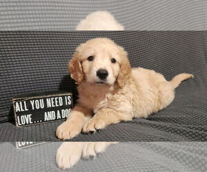 Golden Labrador Dogs for adoption in Fort Worth, TX, USA